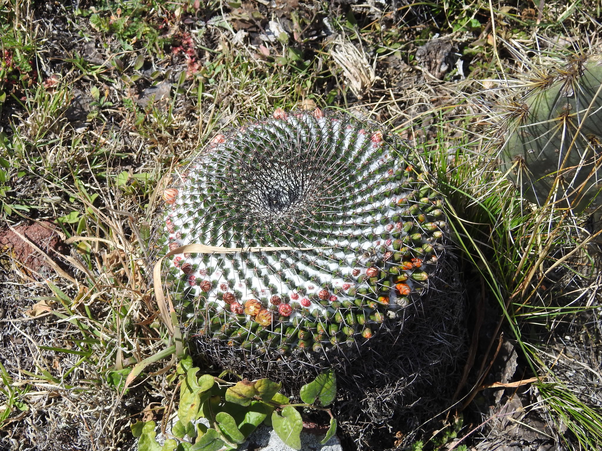 Mammillaria gigantea